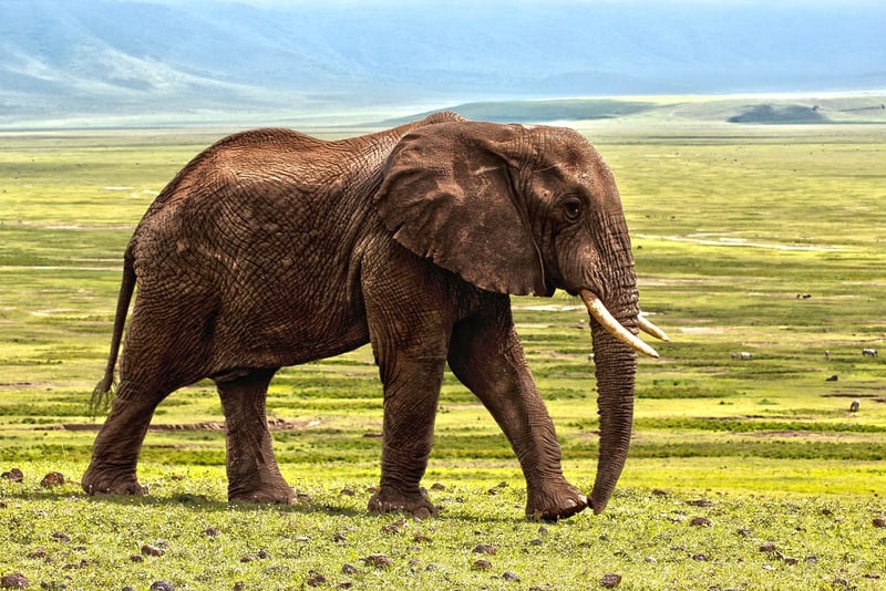 Unique Wildlife